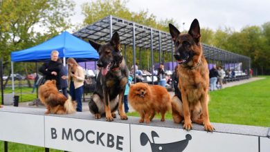 Сергунина: В столице открыта новая площадка проекта «Питомцы в Москве»