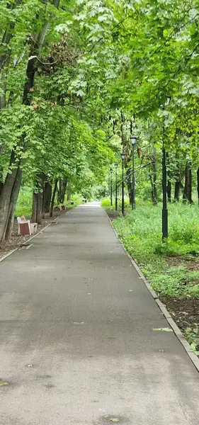 Берёзовая роща