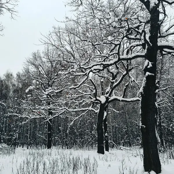 Лесопарк «Кусково»